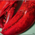 Lobster